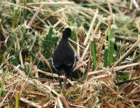 Waco Wetlands 009 